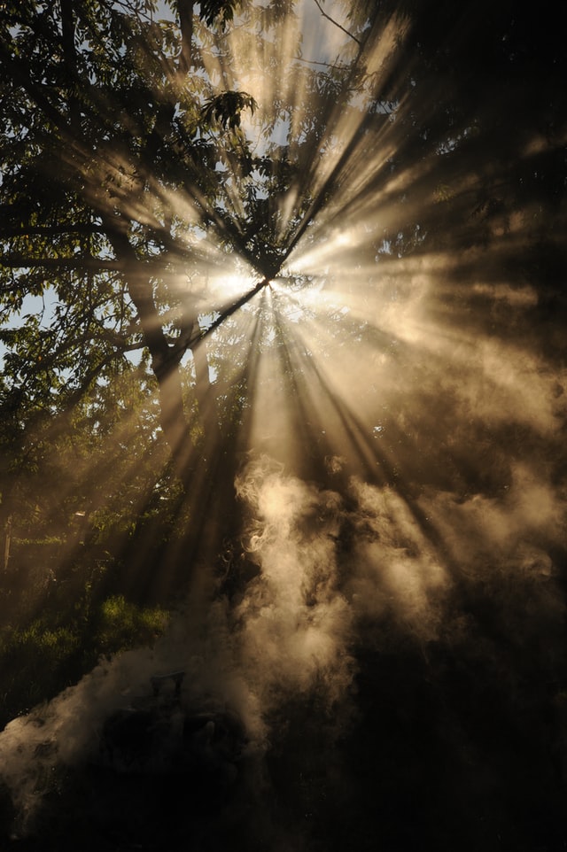 forest with sunlight